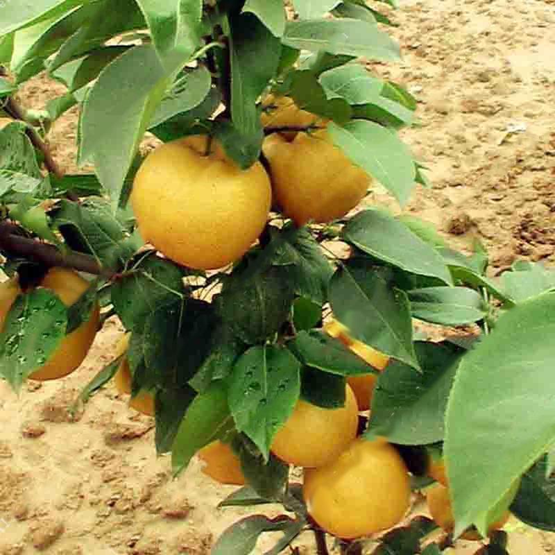 Yellow Chinese Pear Tree Seeds | Sweet Bonsai Fruit Tree