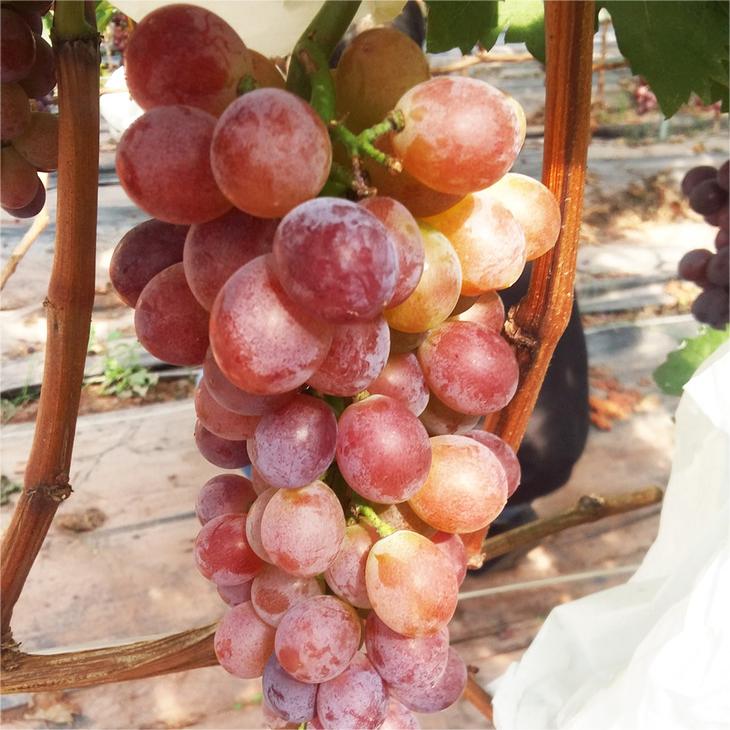 Midknight Beauty Grape Seeds | Fragrant Rose-Scented Variety