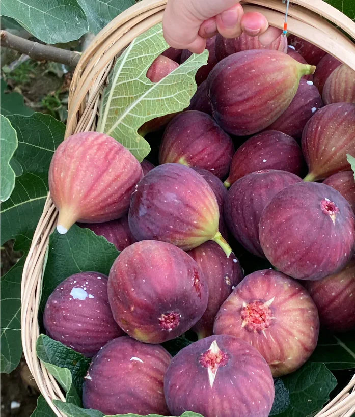 Peach Fig Seeds | Super Giant Cold-Hardy Fig Tree