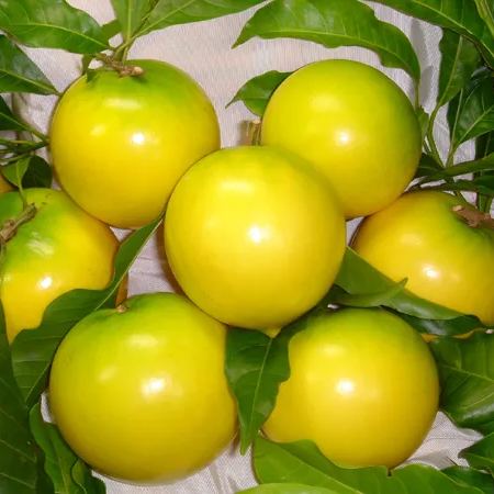 Golden Abiu Fruit Seeds | Tropical Caramel-Flavored Treasure