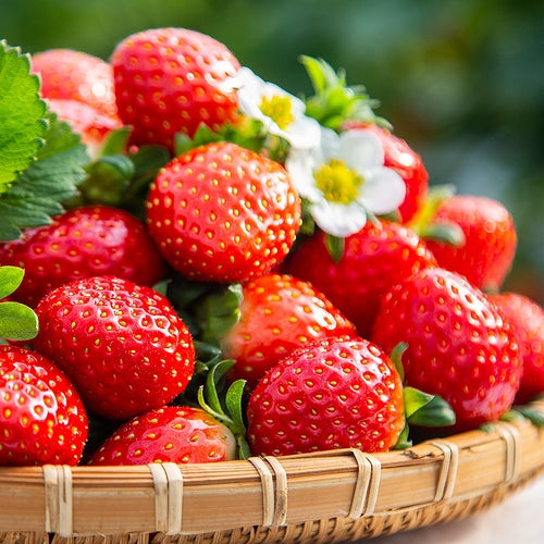 Cream Strawberry Seeds | Sweet Perennial Garden Favorites
