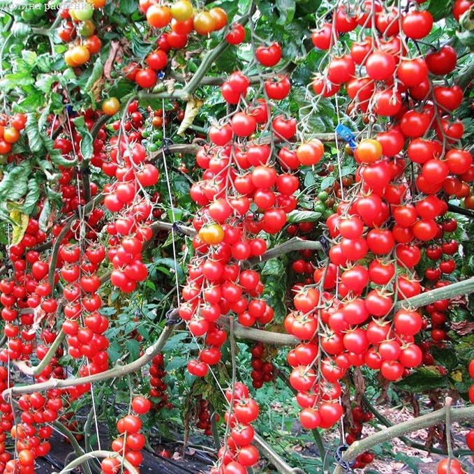 Tomato Supersweet 100 F1 Hybrid | Prolific Cherry Tomato