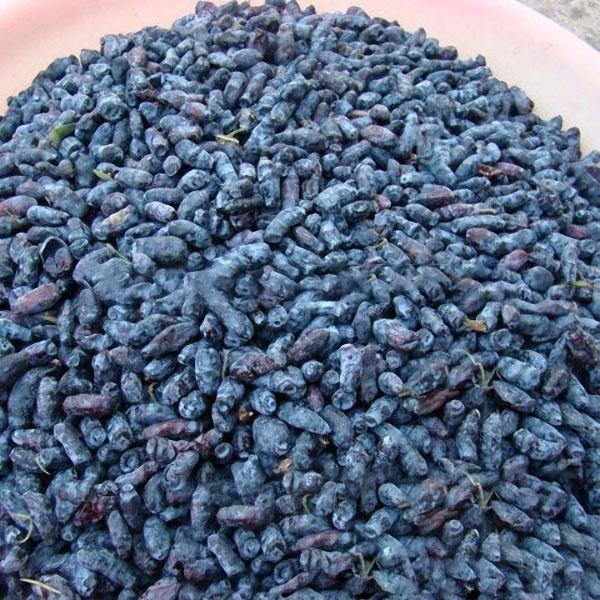 Blue Honeysuckle Berry Seeds | Lonicera Caerulea Superfruit