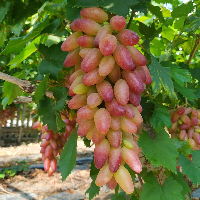 Manicure Finger Grape Seeds | Unique Elongated Sweet Variety