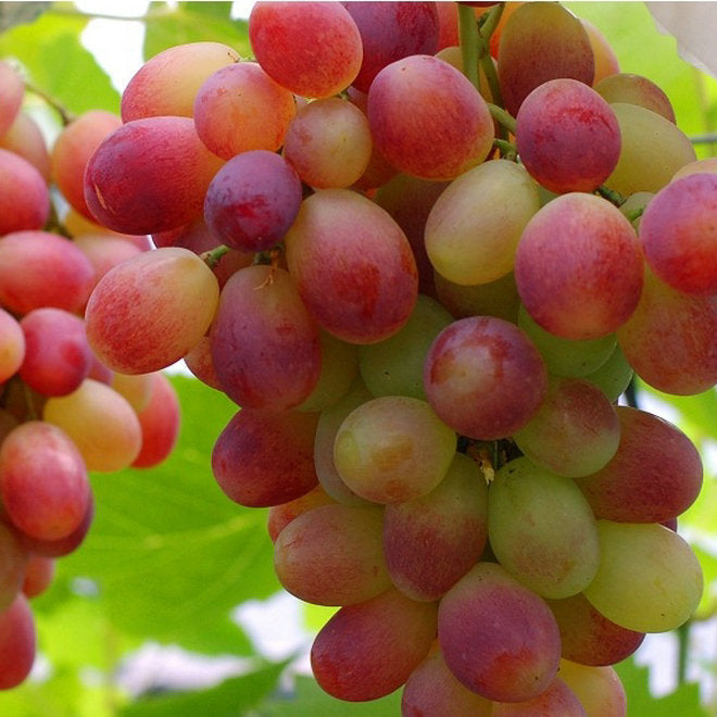 Midknight Beauty Grape Seeds | Fragrant Rose-Scented Variety