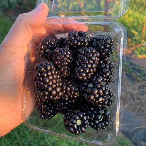 Sweet Giant Blackberry Seeds | Thornless Hybrid Variety