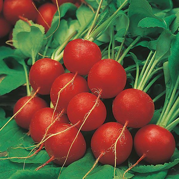 Cherry Belle Radish Seeds | Quick-Growing Crispy Variety