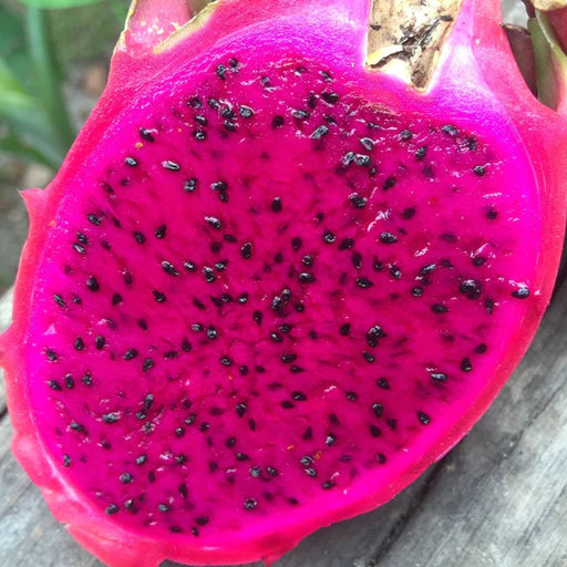 Red Pitaya Seeds | Dragon Fruit Bonsai Seeds