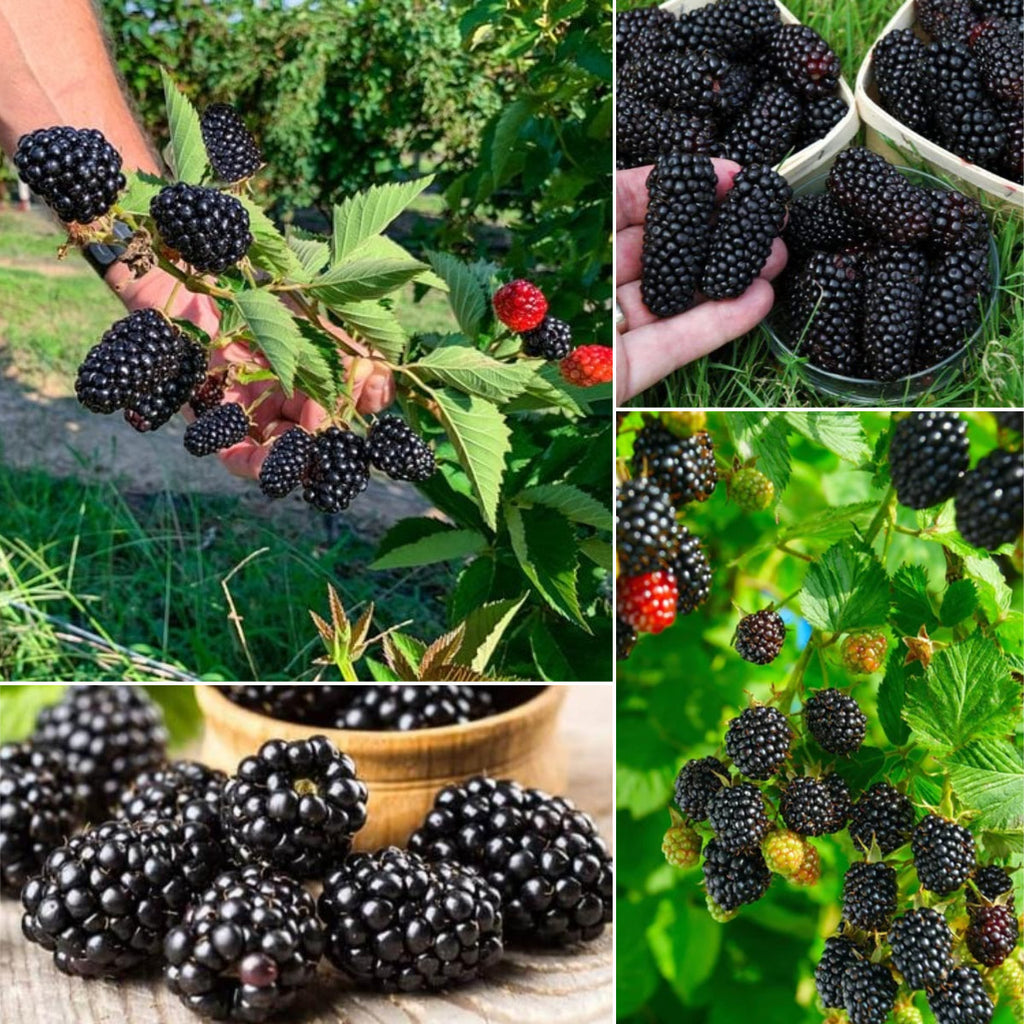 Sweet Giant Blackberry Seeds | Thornless Hybrid Variety