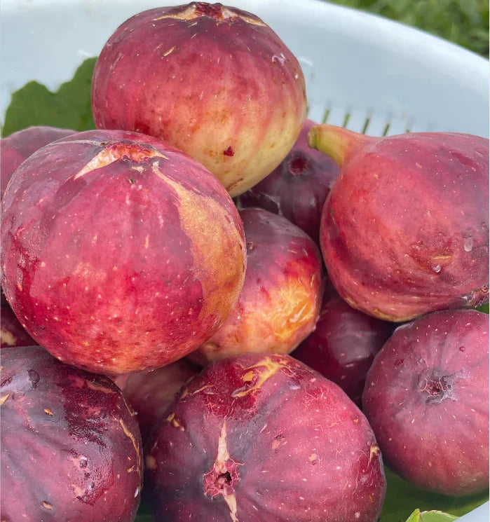 Peach Fig Seeds | Super Giant Cold-Hardy Fig Tree