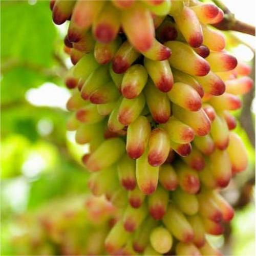 Manicure Finger Grape Seeds | Unique Elongated Sweet Variety