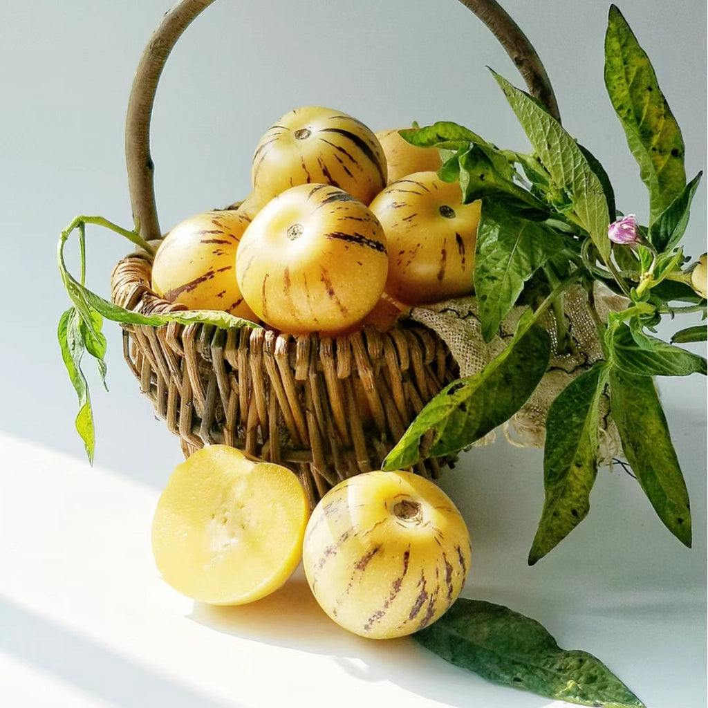 Melon Pear Seeds | Golden Ginseng Fruit