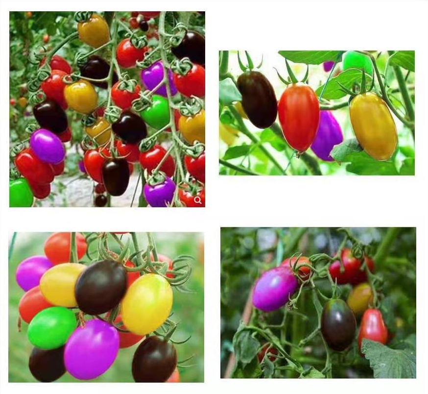 Colorful Cherry Tomato Seeds | Early Harvest Sweet Variety