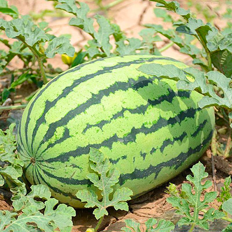 Lazy Watermelon Seeds | Easy-Grow Seedless Variety