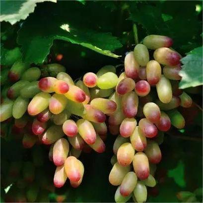 Manicure Finger Grape Seeds | Unique Elongated Sweet Variety