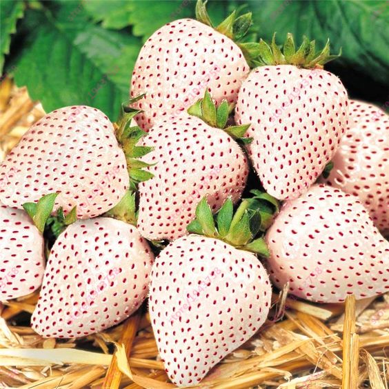 CREAM Strawberry Seeds | All-Season Everbearing Variety