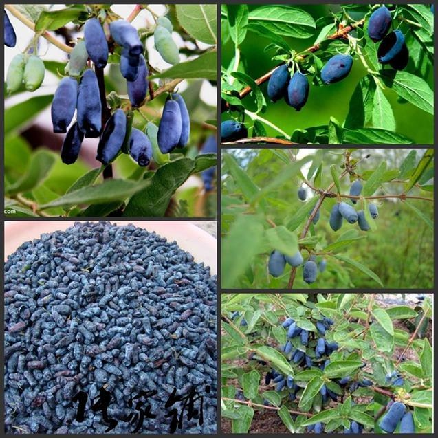 Blue Honeysuckle Berry Seeds | Lonicera Caerulea Superfruit