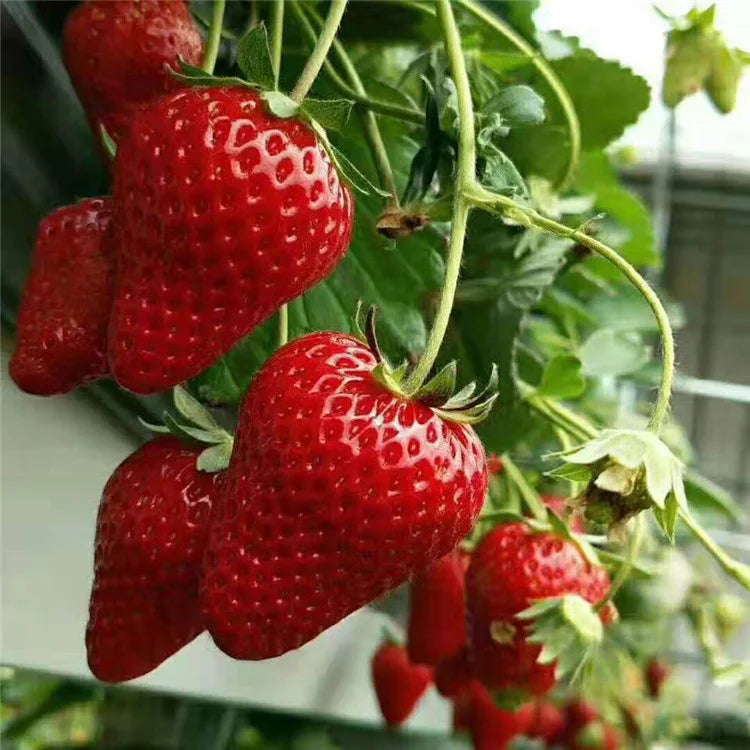 CREAM Strawberry Seeds | All-Season Everbearing Variety