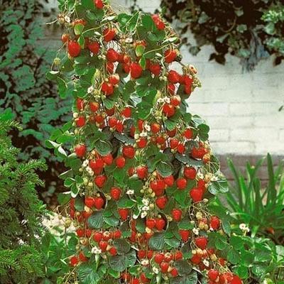 Climbing Strawberry Tree Seeds | Vertical Garden Variety