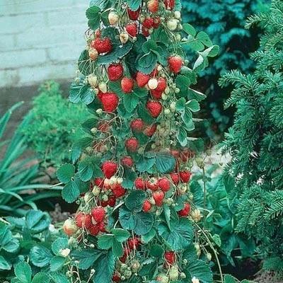 Climbing Strawberry Tree Seeds | Vertical Garden Variety