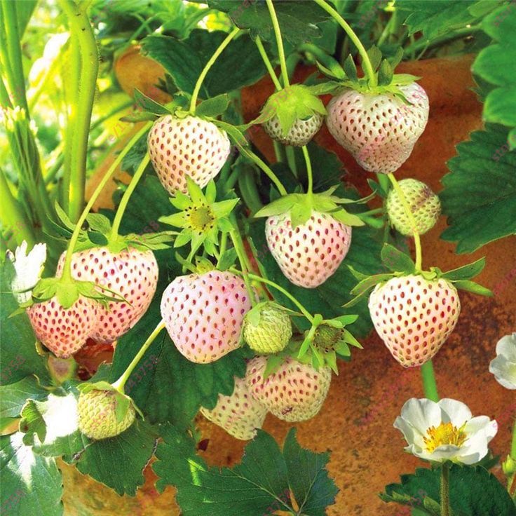 CREAM Strawberry Seeds | All-Season Everbearing Variety