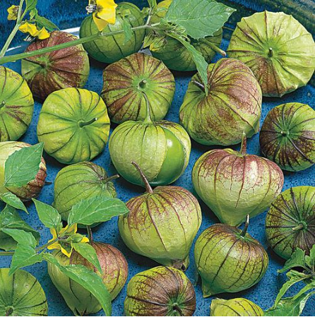 Super Verde Tomatillo Seeds | Prolific Salsa Verde Variety