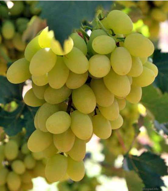 Sweet Sapphire Grape Seeds | Unique Finger-like Variety