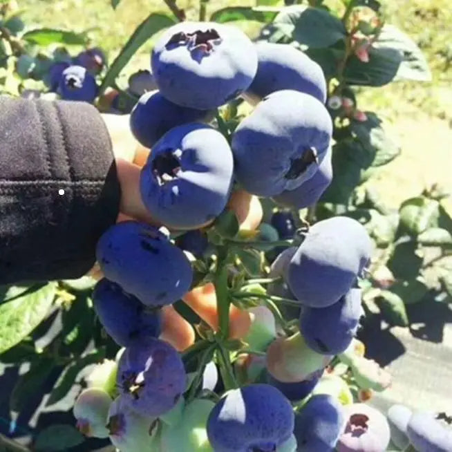 Large-Fruit Potted Blueberry Seeds | Quick-Harvest Superberry