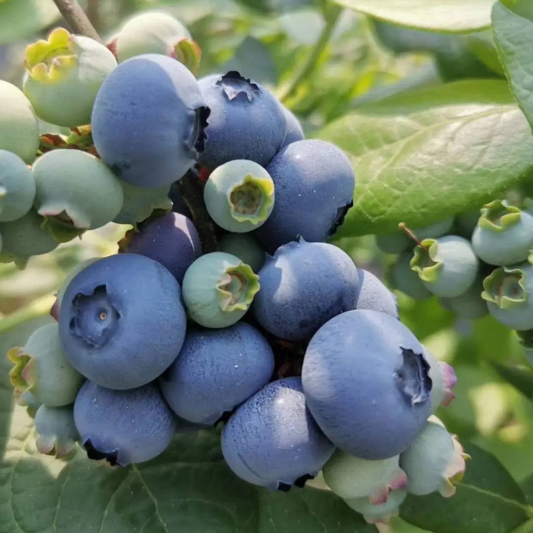 Large-Fruit Potted Blueberry Seeds | Quick-Harvest Superberry