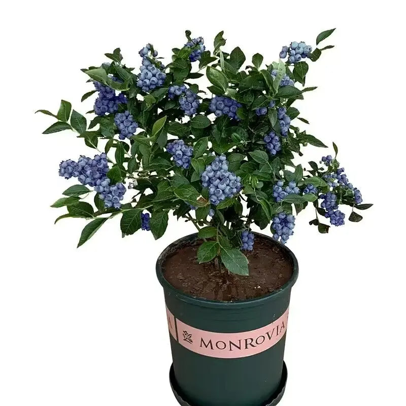 Large-Fruit Potted Blueberry Seeds | Quick-Harvest Superberry