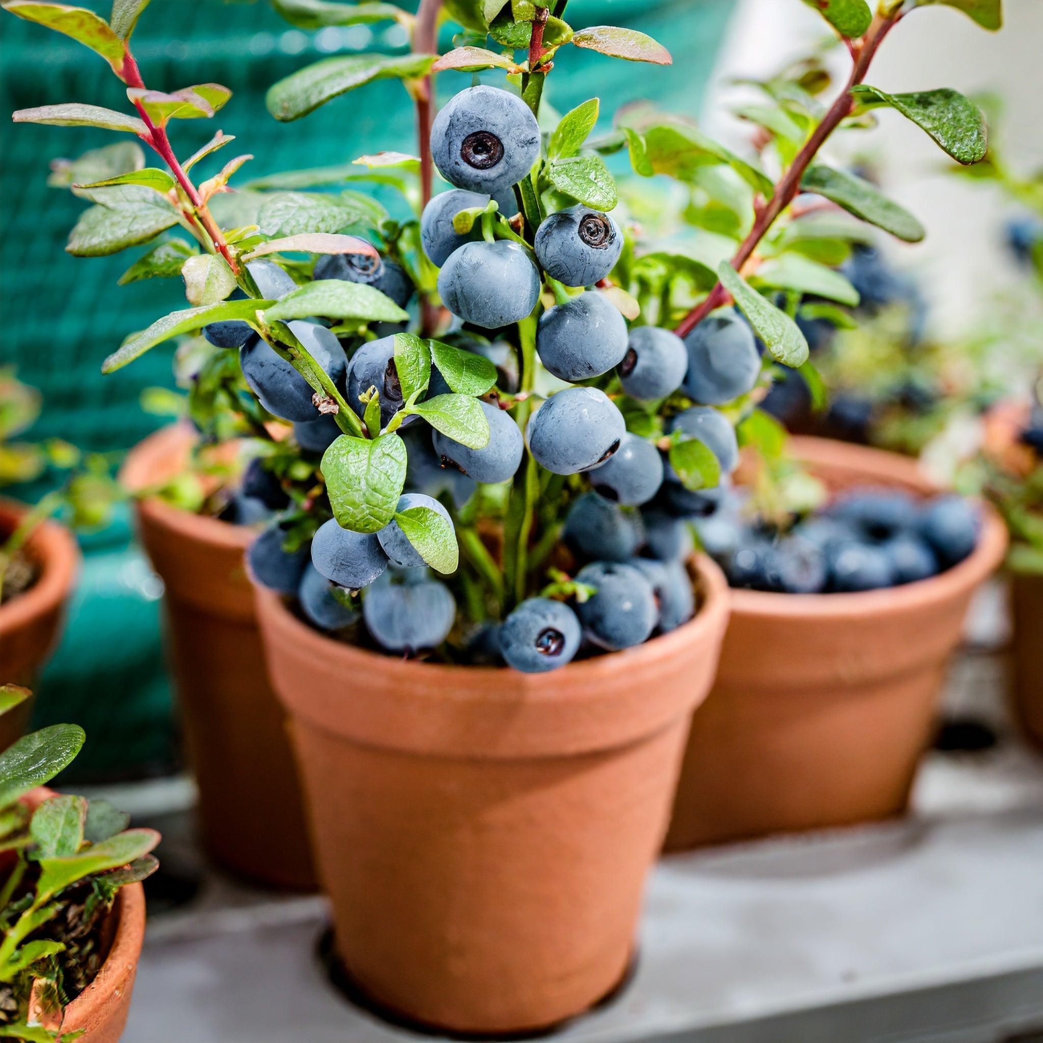 Large-Fruit Potted Blueberry Seeds | Quick-Harvest Superberry