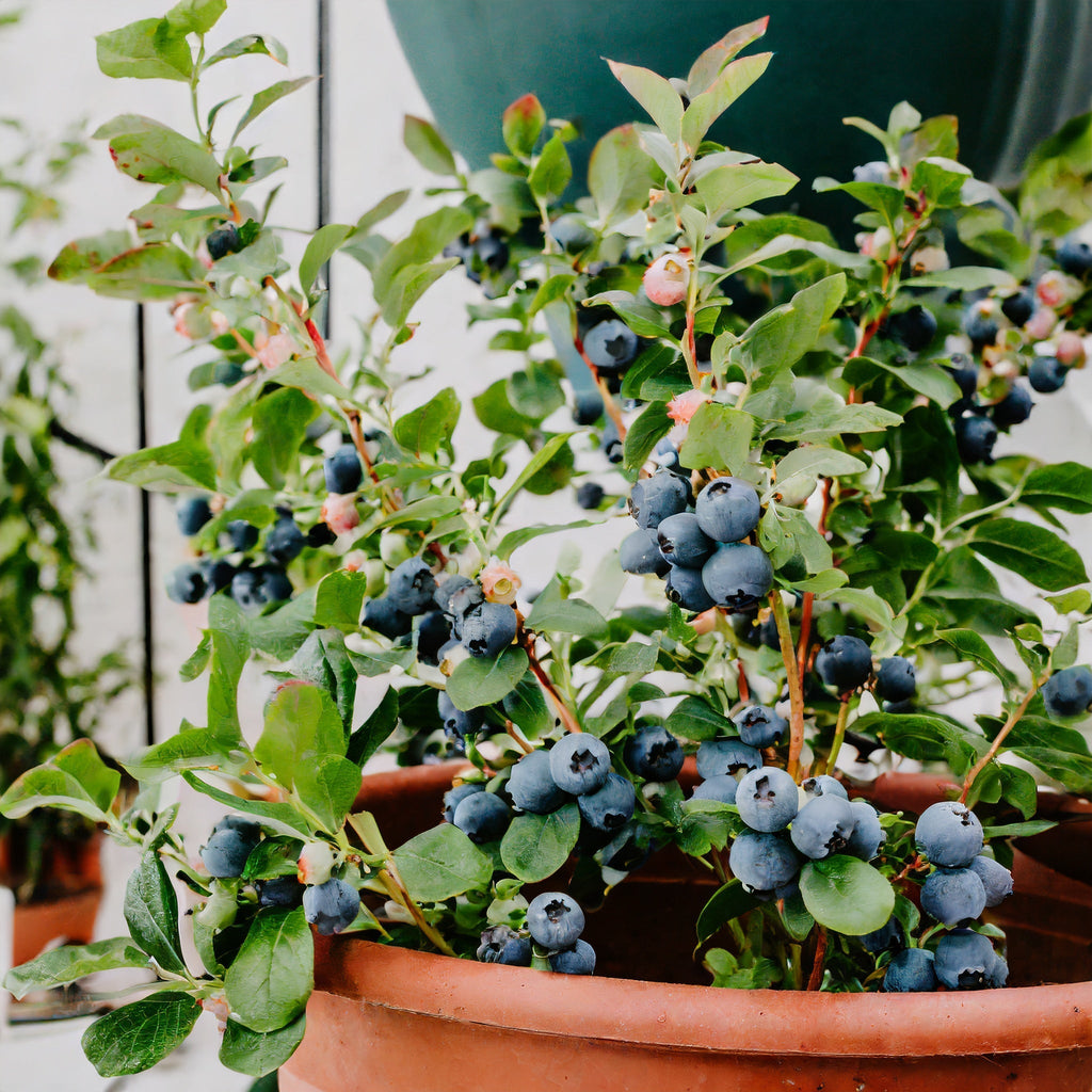 Large-Fruit Potted Blueberry Seeds | Quick-Harvest Superberry
