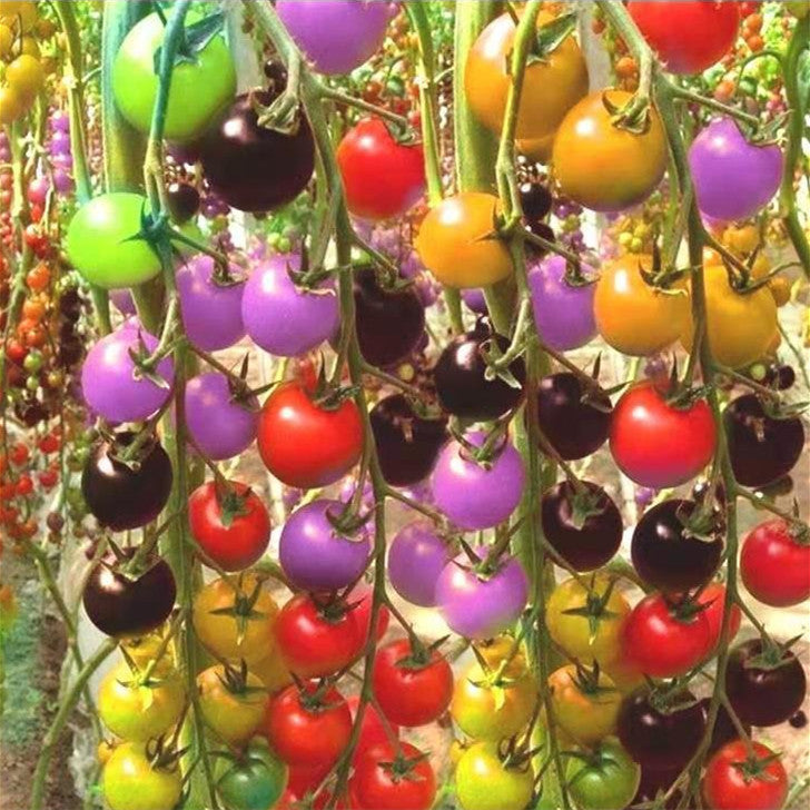 Colorful Cherry Tomato Seeds | Early Harvest Sweet Variety