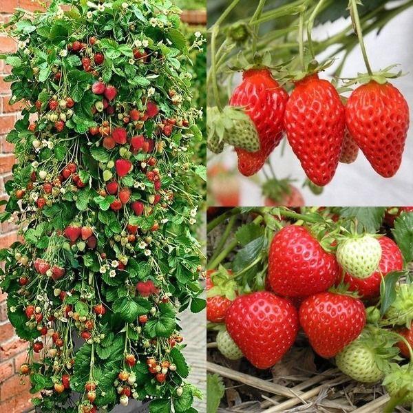 Climbing Strawberry Tree Seeds | Vertical Garden Variety