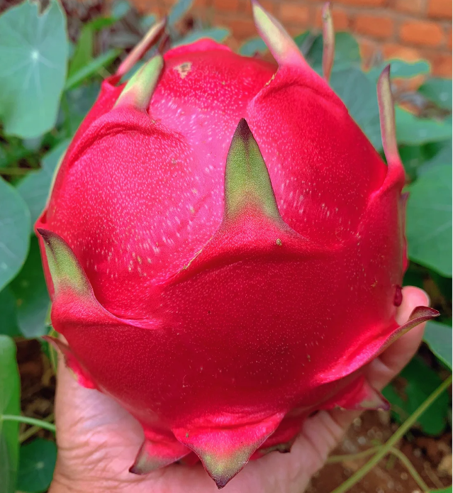 Red Heart Dragon Fruit Seeds | Sweet Rose-Scented Variety