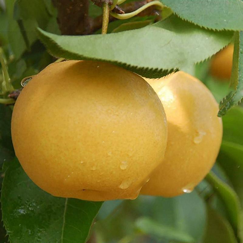 Yellow Chinese Pear Tree Seeds | Sweet Bonsai Fruit Tree