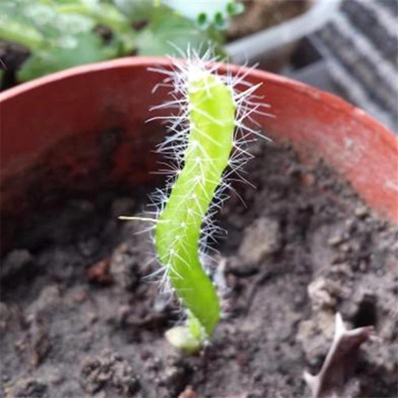 Yellow Pitahaya Seeds | Sweet Dragon Fruit Variety
