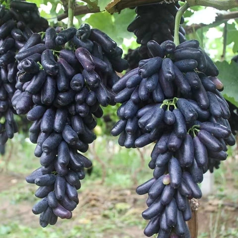 Sweet Sapphire Grape Seeds | Unique Finger-like Variety
