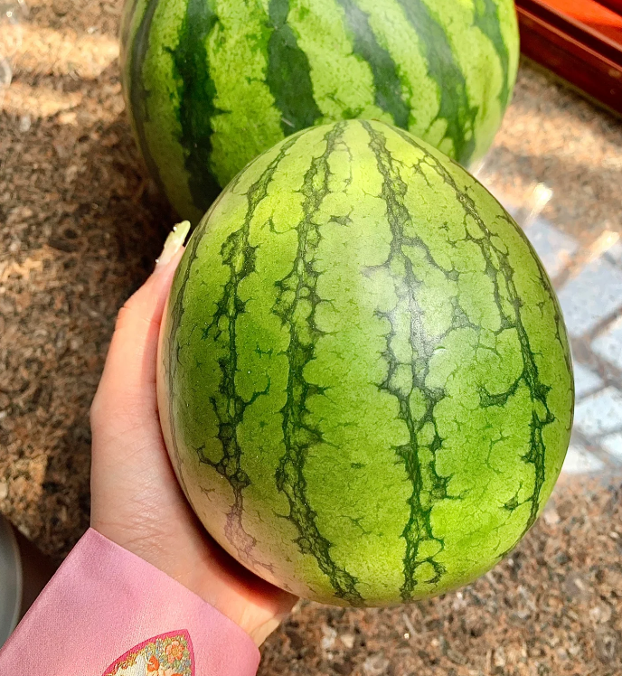 Ruby Watermelon Seeds | Ultra-Sweet Thin-Skinned Variety