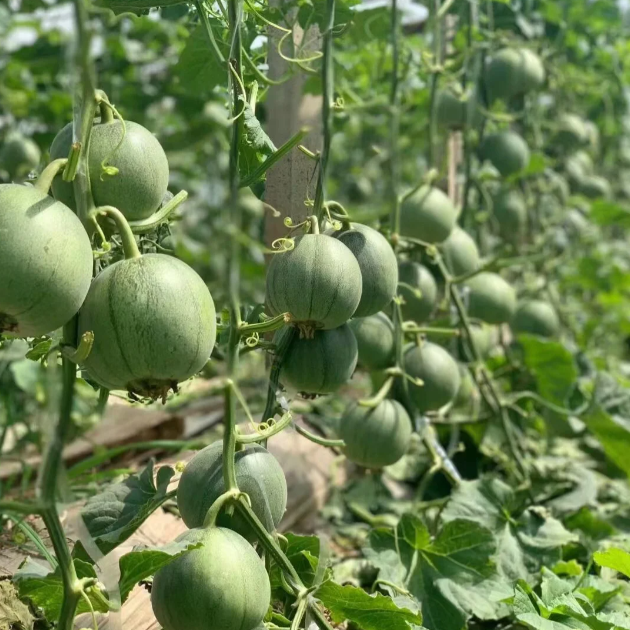 Emerald No. 2 Sweet Melon Seeds | Aromatic Crispy Variety