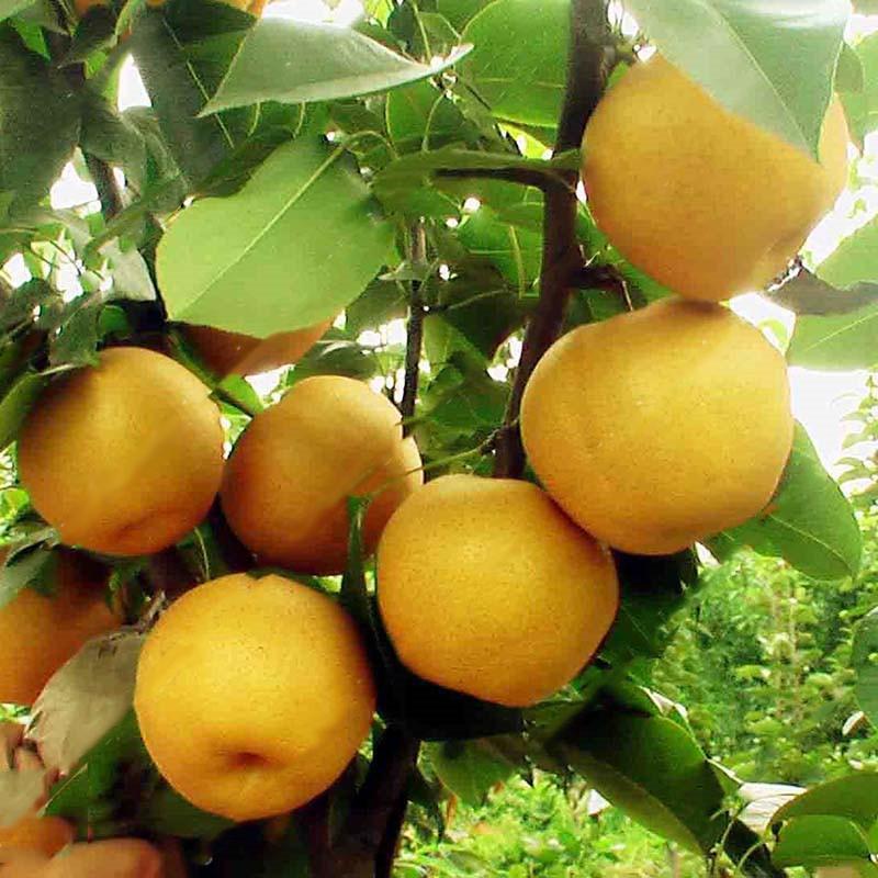 Yellow Chinese Pear Tree Seeds | Sweet Bonsai Fruit Tree