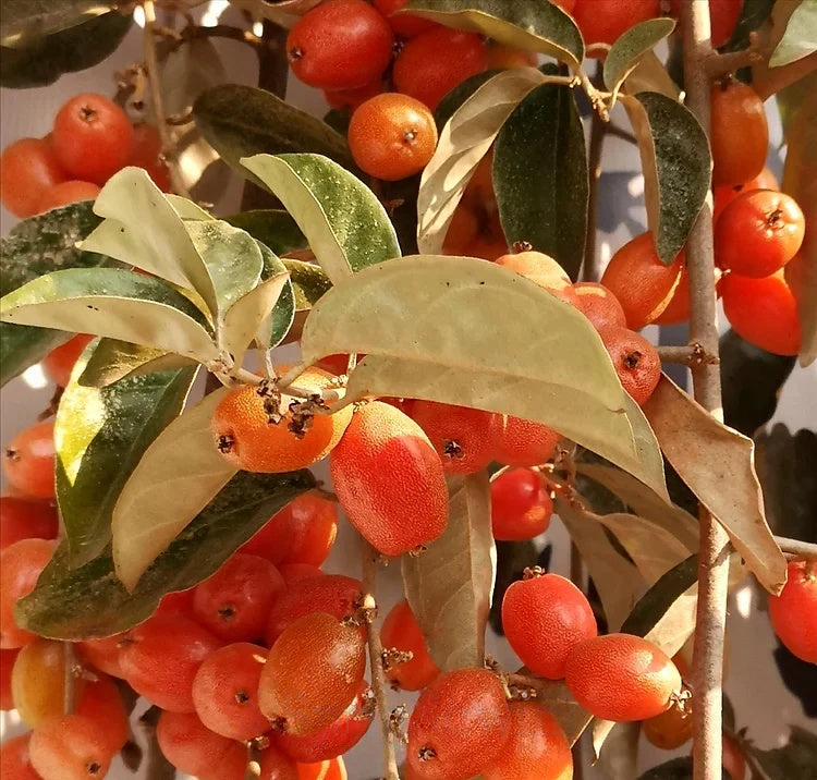 Denseflower Elaeagnus Fruit Seeds | Honey-Sweet Superfruit