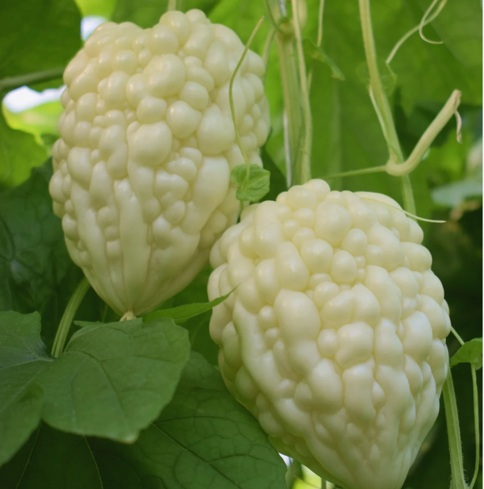Apple Bitter Melon Seeds | Heirloom Bitter Gourd