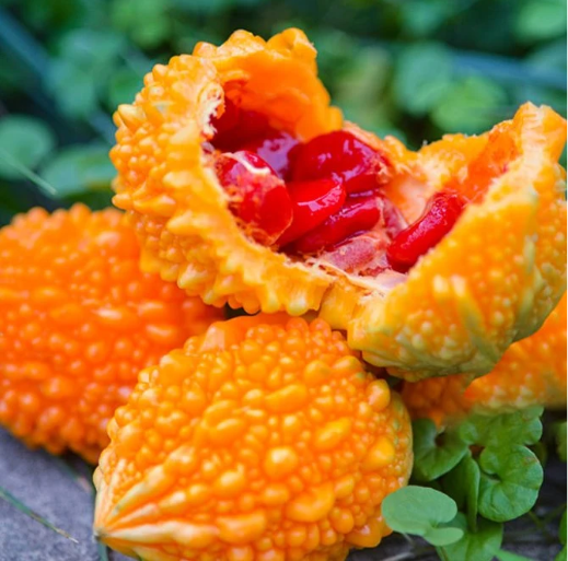 Lai Grape Bitter Gourd Seeds | Ornamental Edible Variety