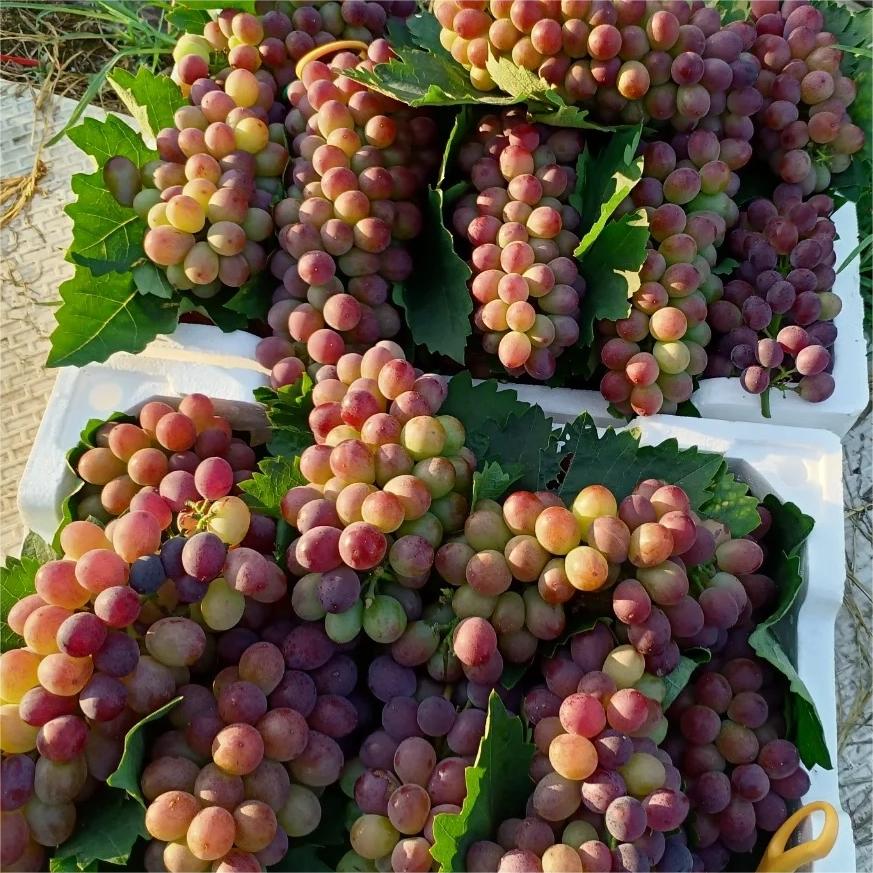 Midknight Beauty Grape Seeds | Fragrant Rose-Scented Variety