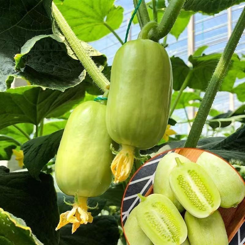 Thumb Cucumber Seeds | Golden Boy & Jade Lady Mini Cucumber Duo