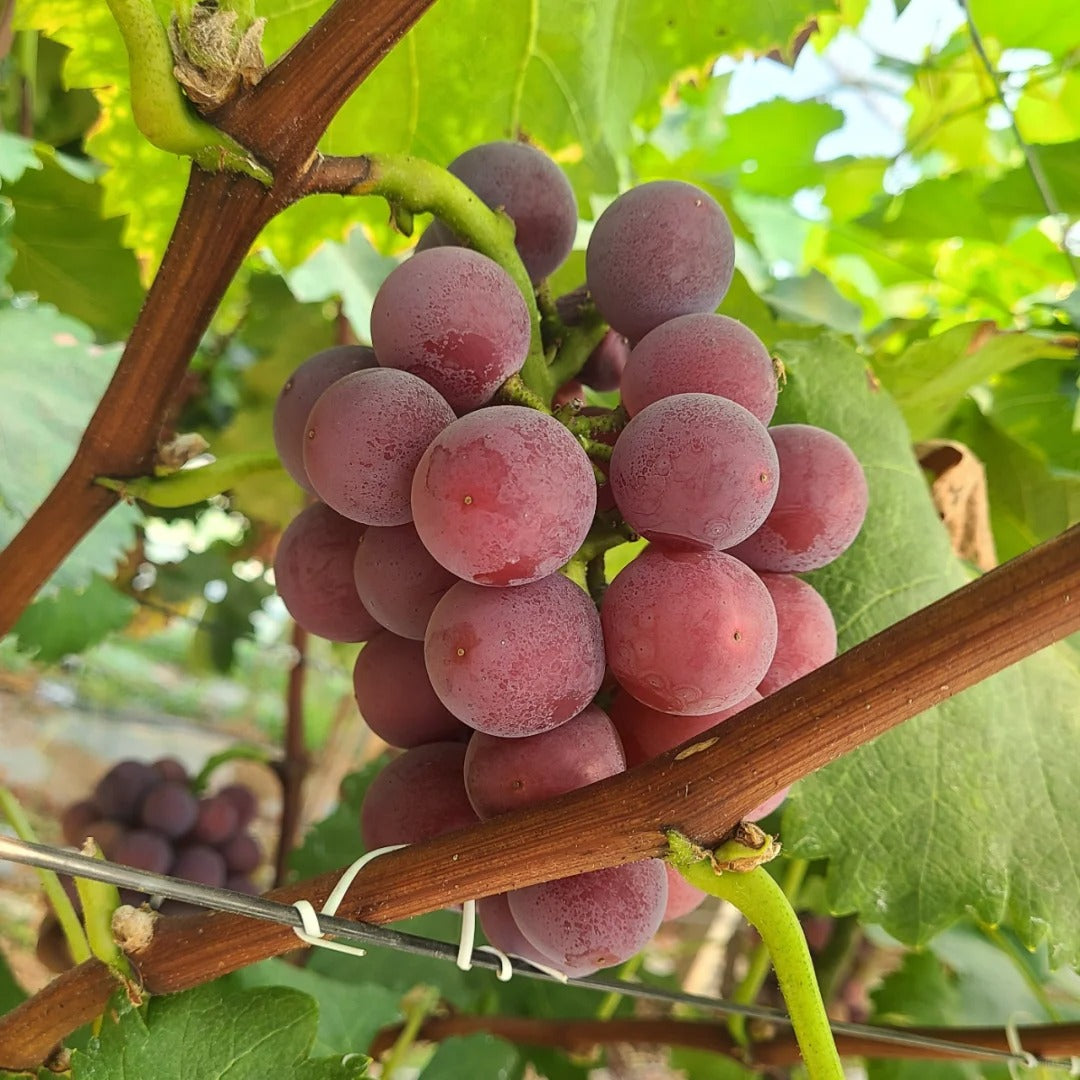 Midknight Beauty Grape Seeds | Fragrant Rose-Scented Variety