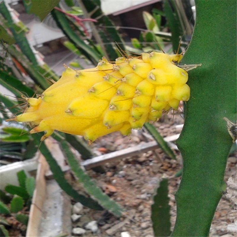 Yellow Pitahaya Seeds | Sweet Dragon Fruit Variety