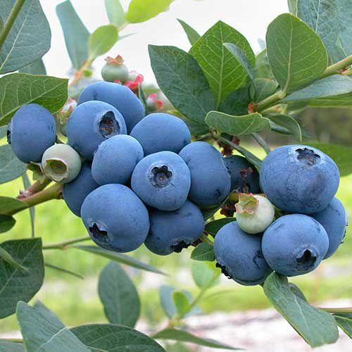 Large-Fruit Potted Blueberry Seeds | Quick-Harvest Superberry