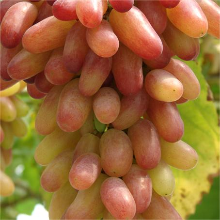 Manicure Finger Grape Seeds | Unique Elongated Sweet Variety
